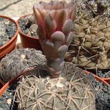 Gymnocalycium spegazzinii JL  (Only one plant is available - Une seule plante est disponible)    ÉPUISÉ - OUT of STOCK - AGOTADO
